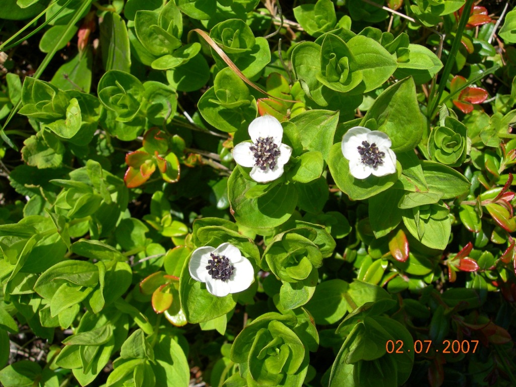 Изображение особи Chamaepericlymenum suecicum.