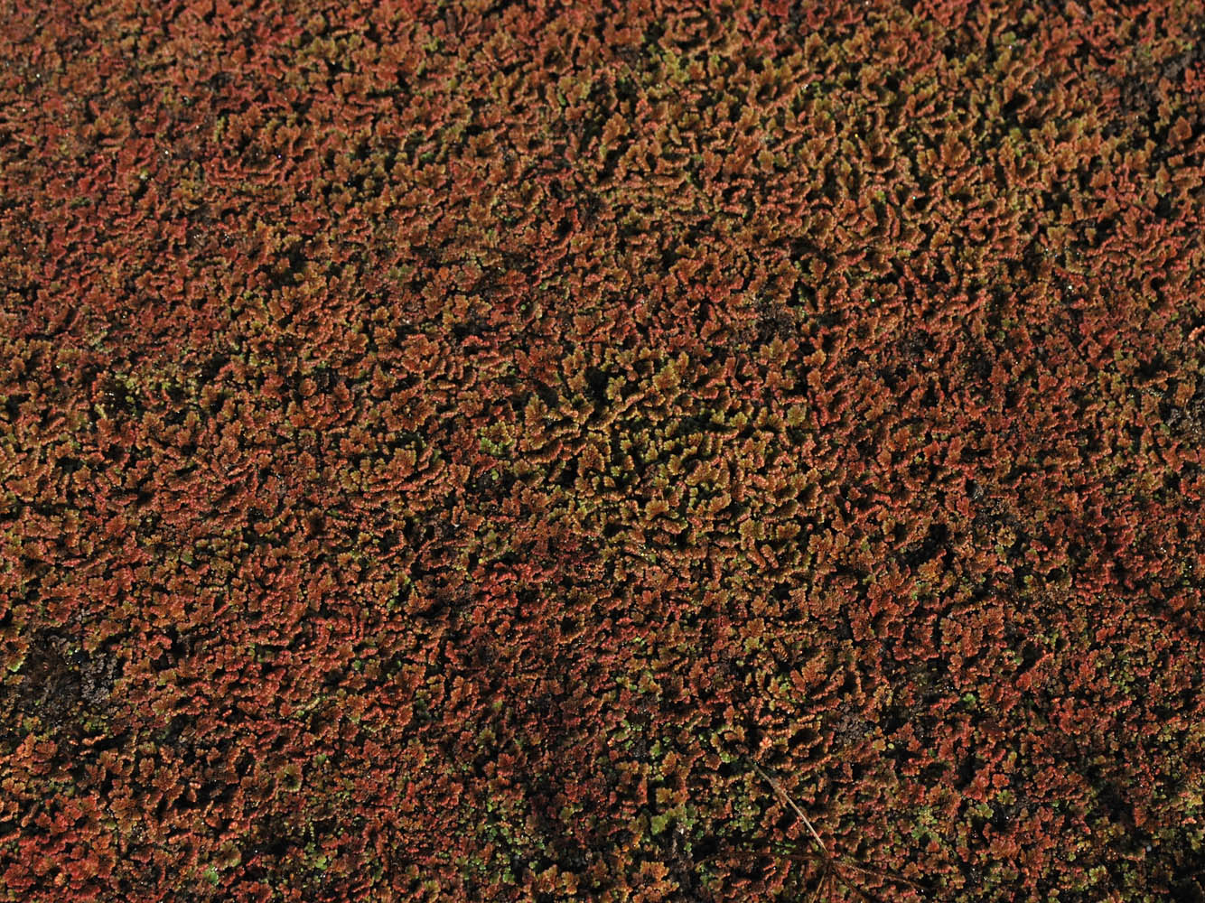 Image of Azolla filiculoides specimen.