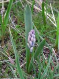 Hyacinthella leucophaea. Растение с бутонами. Украина, г. Запорожье, северная часть о-ва Хортица. 07.04.2012.