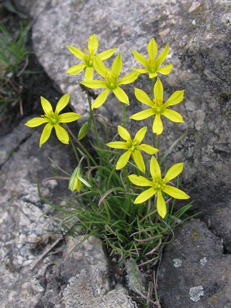 Изображение особи Gagea bulbifera.