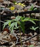 Anemone ranunculoides. Цветущее растение. Чувашия, окр. г. Шумерля, поляна в лесу за Низким полем. 11 мая 2011 г.