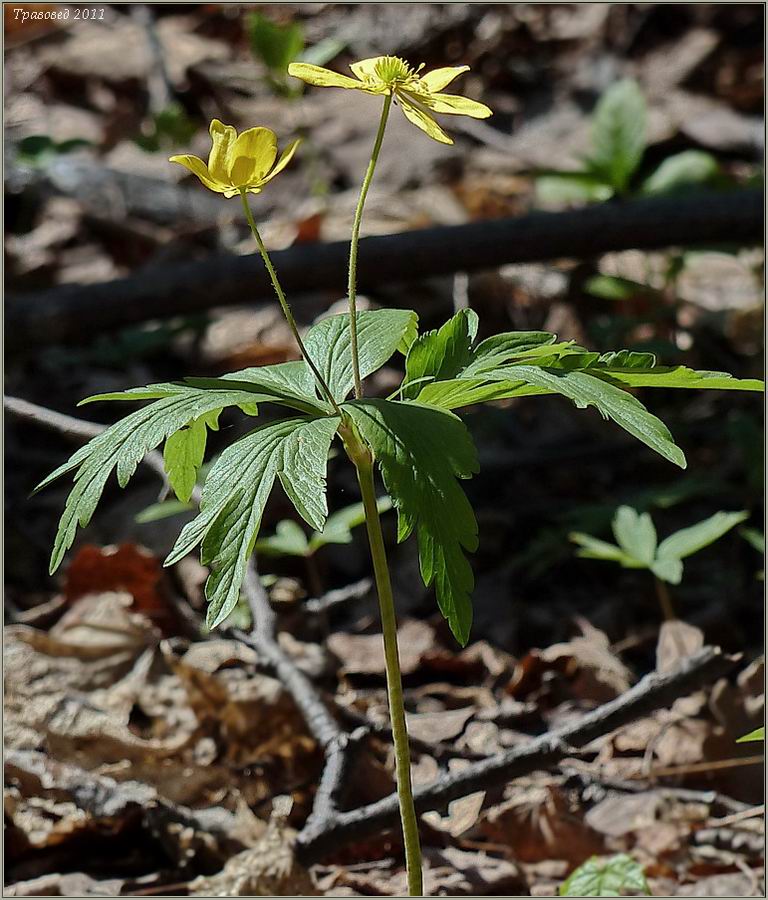 Изображение особи Anemone ranunculoides.