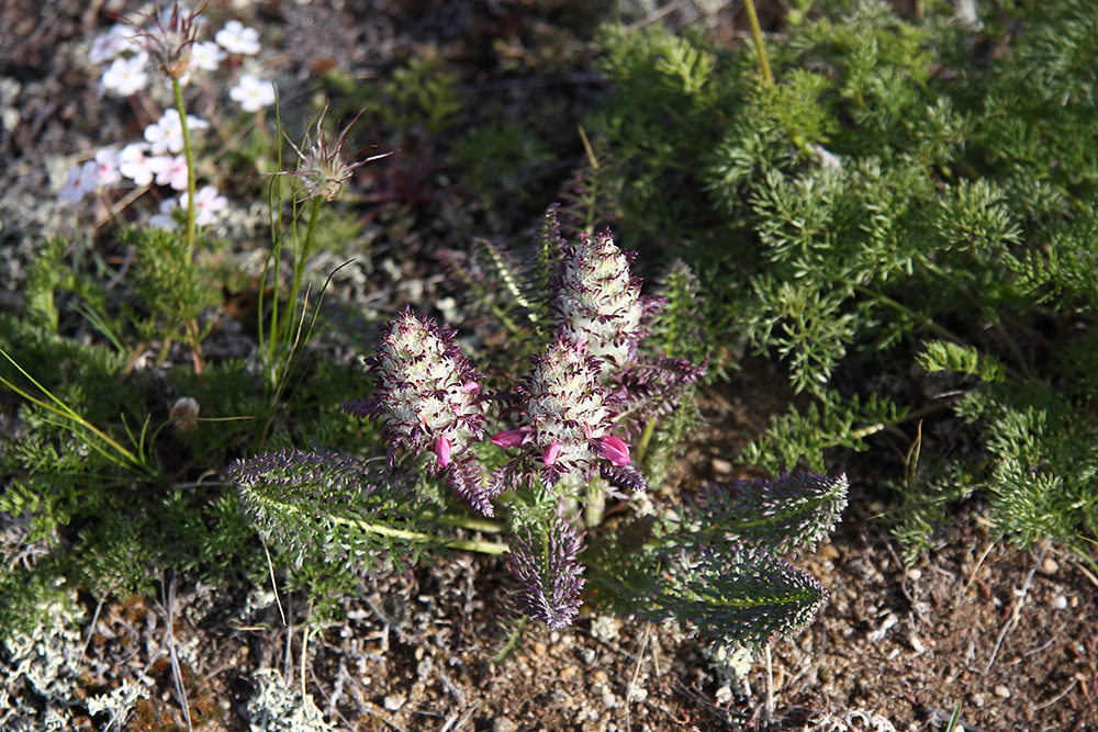 Изображение особи Pedicularis rubens.