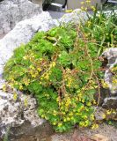 Aeonium glutinosum. Цветущее растение. Монако, Монте-Карло, французский сад напротив Казино. 19.06.2012.