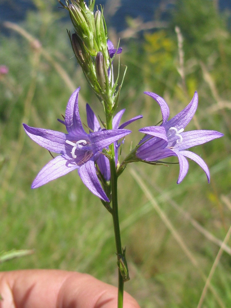 Image of Campanula rapunculus specimen.