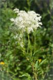 Filipendula ulmaria subspecies denudata. Верхушка цветущего растения. Карелия, берег оз. Елмозеро. 14.07.2011.