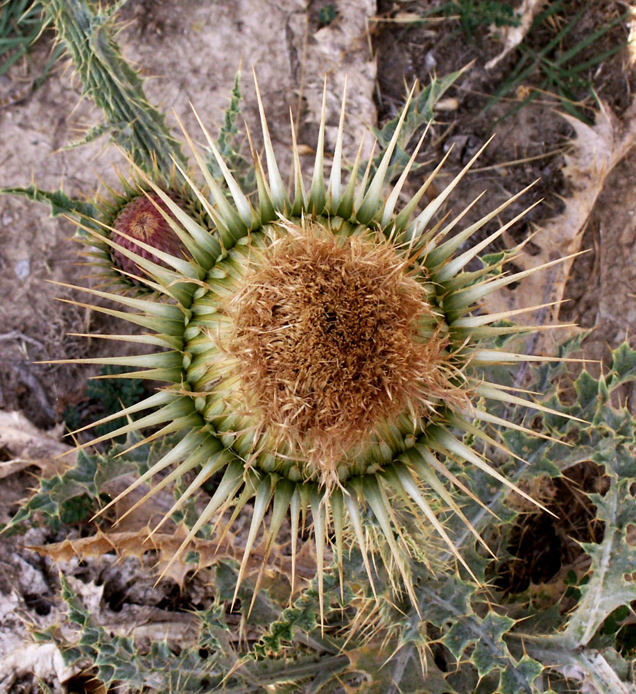 Image of Onopordum leptolepis specimen.