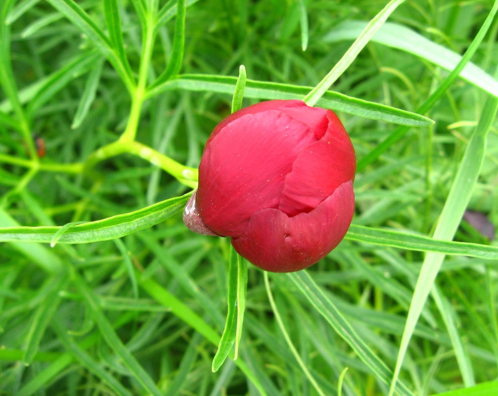 Изображение особи Paeonia tenuifolia.