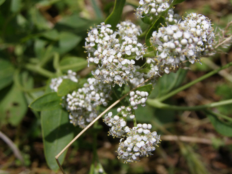 Image of Lepidium latifolium specimen.