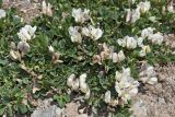 Trifolium eximium