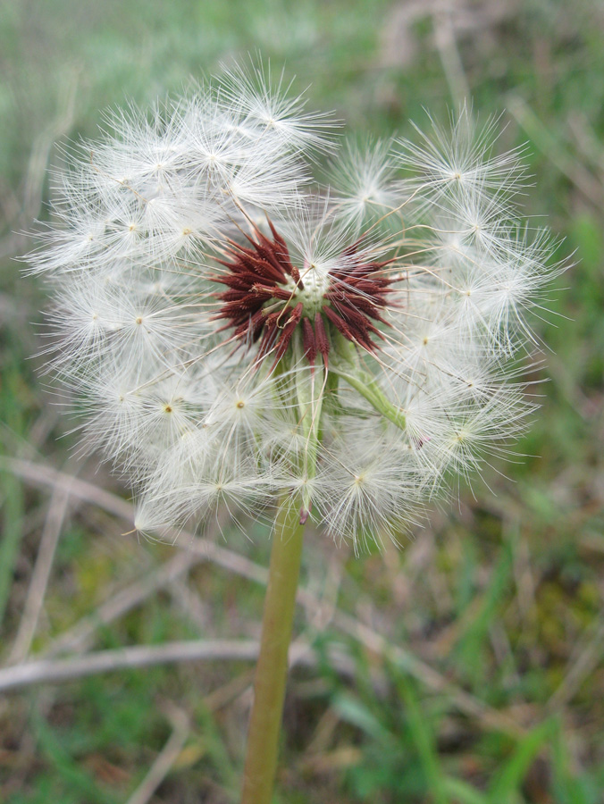 Изображение особи Taraxacum erythrospermum.