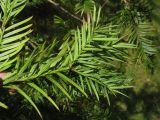Torreya californica