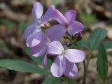 Cardamine quinquefolia. Цветки и бутоны. Украина, Харьковская область, окрестности пос. Песочин. 20.04.2013.