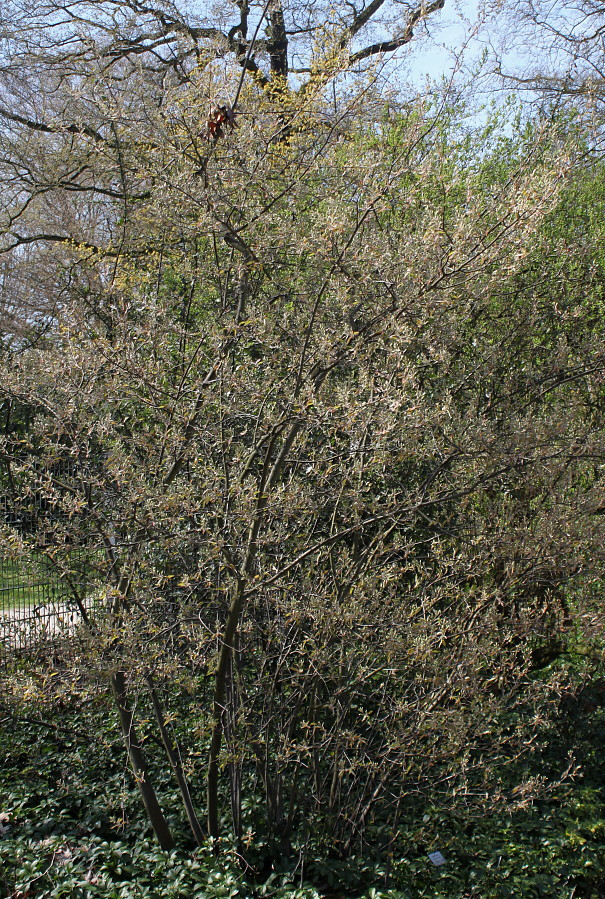 Image of Amelanchier laevis specimen.