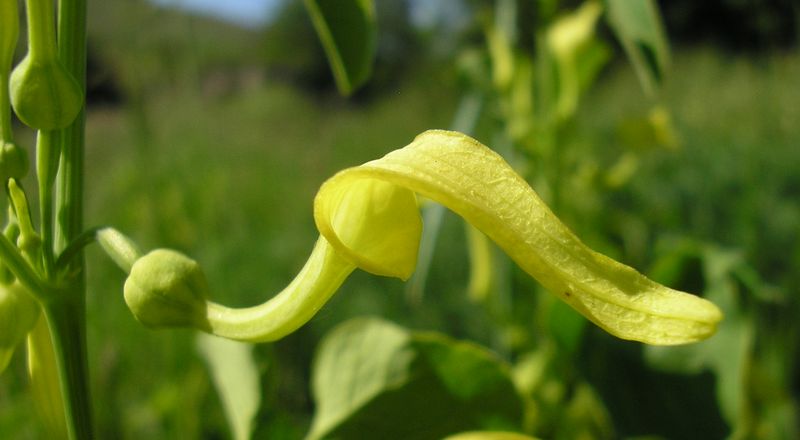 Image of Aristolochia clematitis specimen.