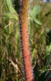 Crepis rhoeadifolia