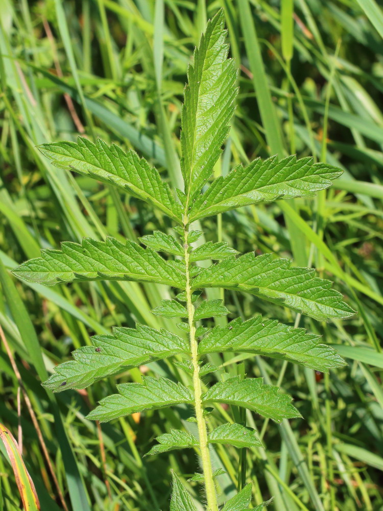 Image of Agrimonia eupatoria specimen.