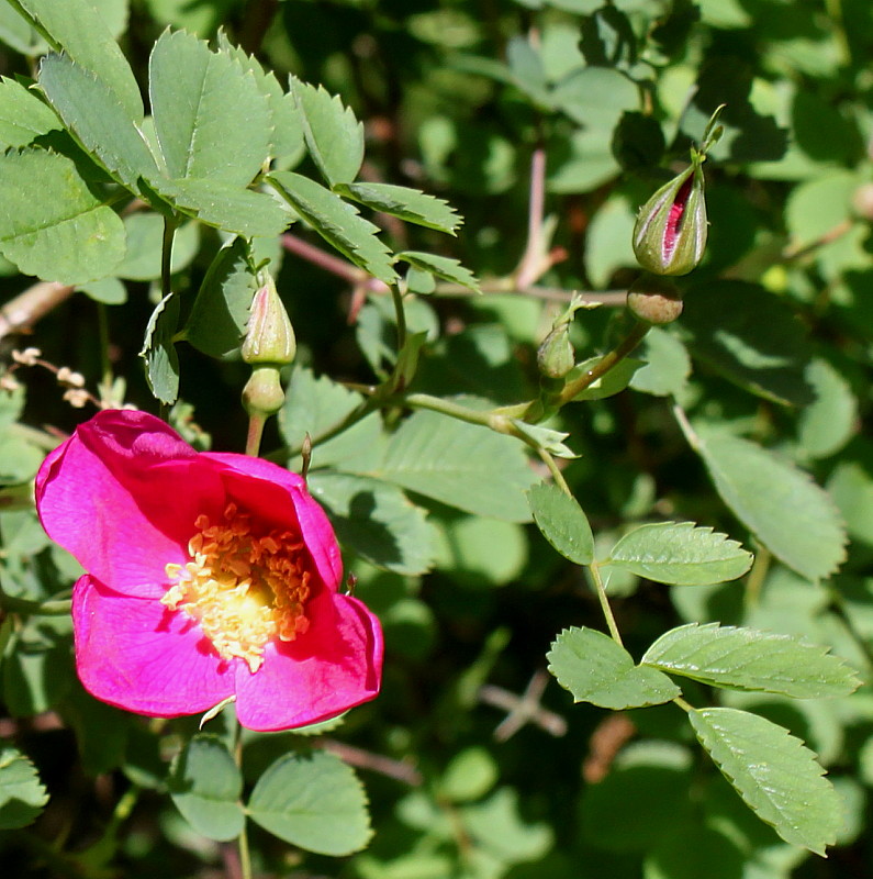 Изображение особи Rosa webbiana.