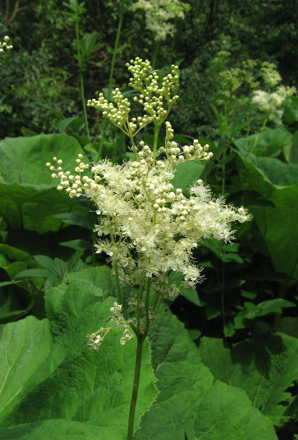 Image of Filipendula ulmaria specimen.