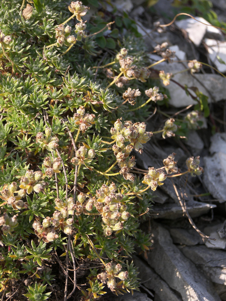 Image of Androsace barbulata specimen.