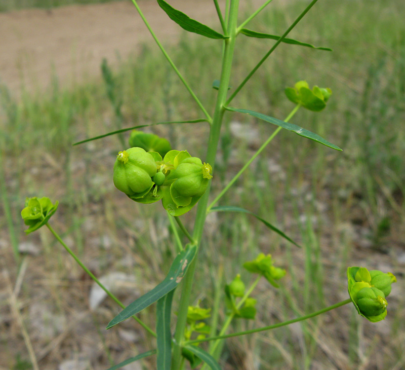 Изображение особи Euphorbia virgata.