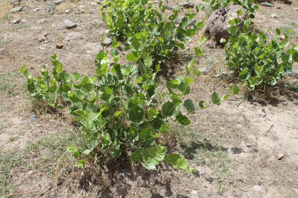Image of Ampelopsis aegirophylla specimen.