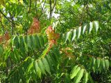 Ailanthus altissima. Побег с соплодиями. Краснодарский край, г. Геленджик, склон горы, опушка широколиственно-хвойного леса. 31.07.2013.