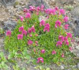 Rhododendron camtschaticum