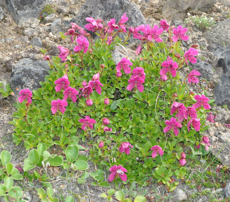 Image of Rhododendron camtschaticum specimen.