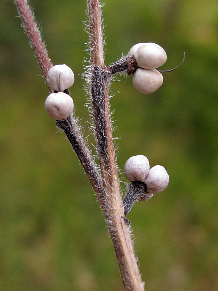 Image of Aegonychon purpureocaeruleum specimen.