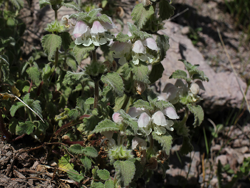 Image of Lamium tomentosum specimen.