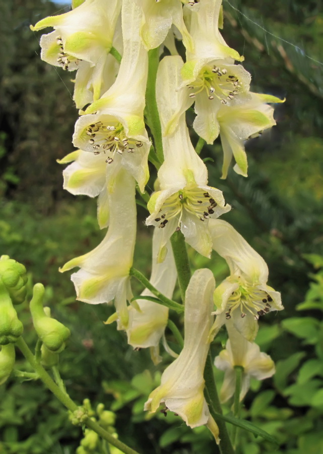 Изображение особи Aconitum kirinense.