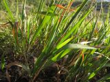 Brachypodium rupestre подвид caespitosum. Основание плодоносящего растения. Краснодарский край, окр. г. Геленджик, прибрежная гора, каменистый склон. 14.09.2013.