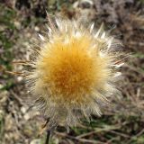 Carlina biebersteinii