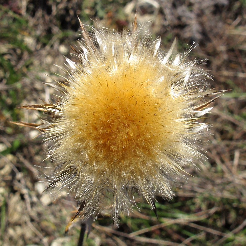 Image of Carlina biebersteinii specimen.