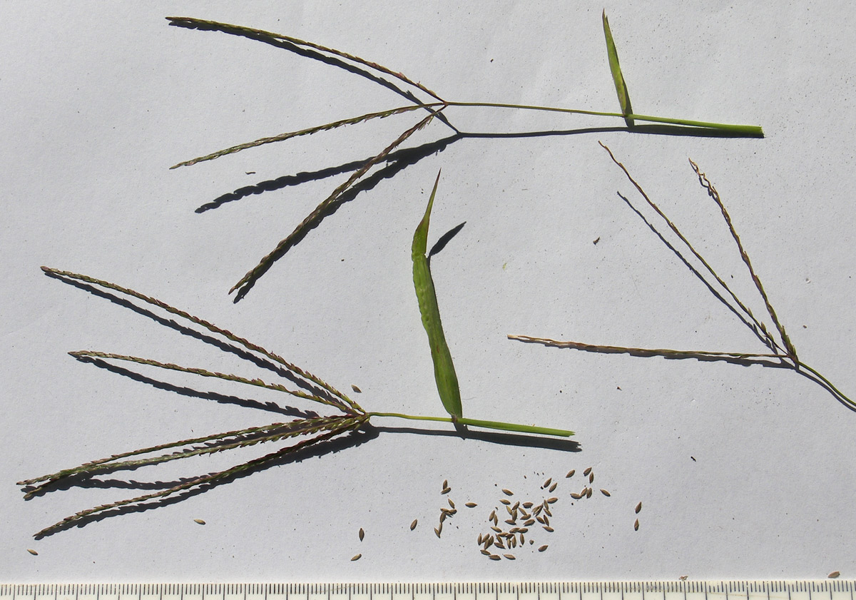 Изображение особи Digitaria sanguinalis.