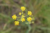 Bupleurum scorzonerifolium
