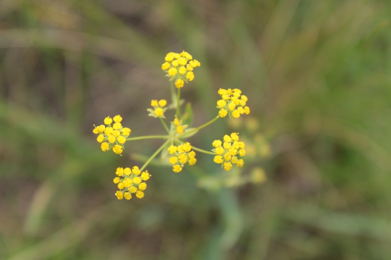 Изображение особи Bupleurum scorzonerifolium.