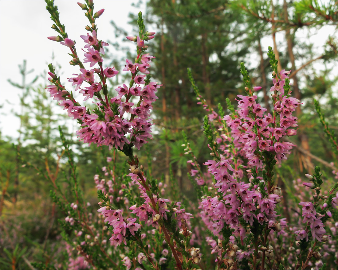 Image of Calluna vulgaris specimen.