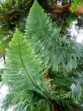 Araucaria heterophylla. Часть побега. Латвия, Рига, оранжерея Ботанического сада Латвийского университета. 02.08.2013.