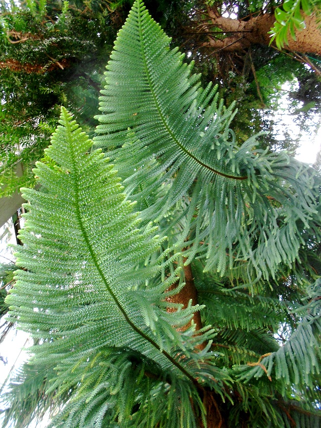 Image of Araucaria heterophylla specimen.