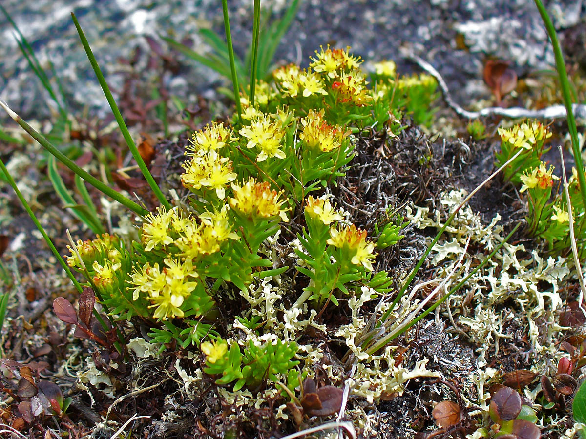 Image of Rhodiola quadrifida specimen.