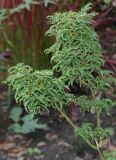 Acer palmatum. Ветви. Германия, г. Duisburg, Ботанический сад. 20.09.2013.