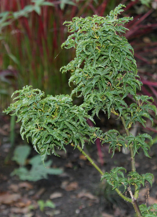 Image of Acer palmatum specimen.