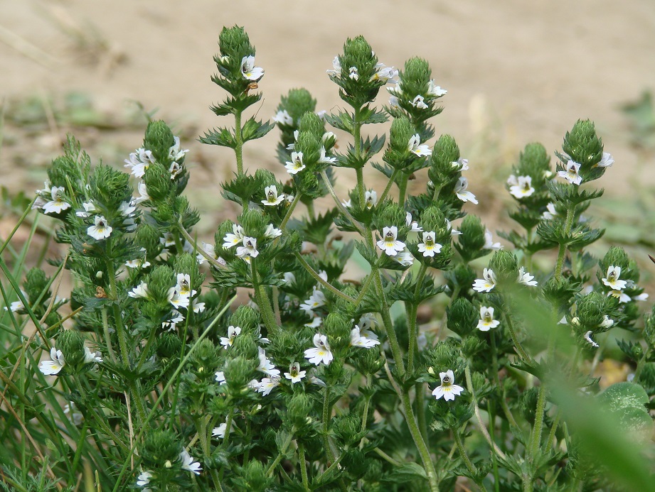 Изображение особи Euphrasia pectinata.