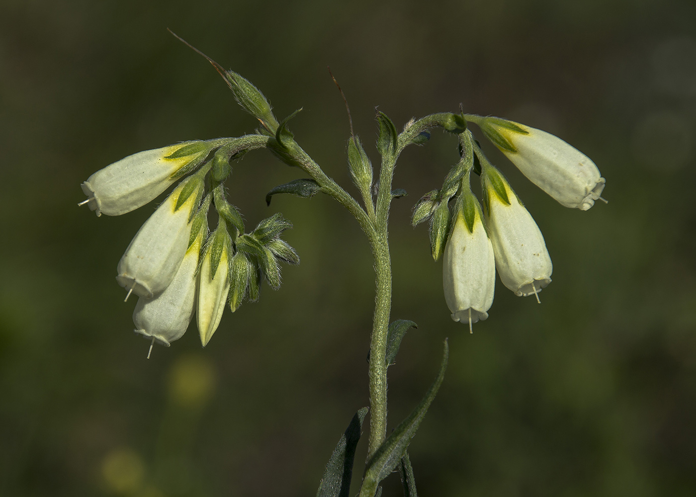 Изображение особи Onosma volgensis.