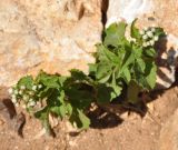 Ageratum conyzoides