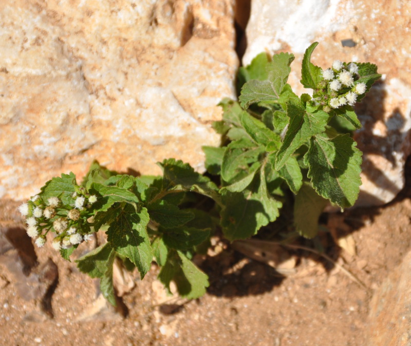 Изображение особи Ageratum conyzoides.