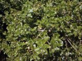 Quercus coccifera. Верхушка ветви с плодами. Греция, Центральная Македония, ном Пиерия, окр. Платамонаса. 17.07.2013.