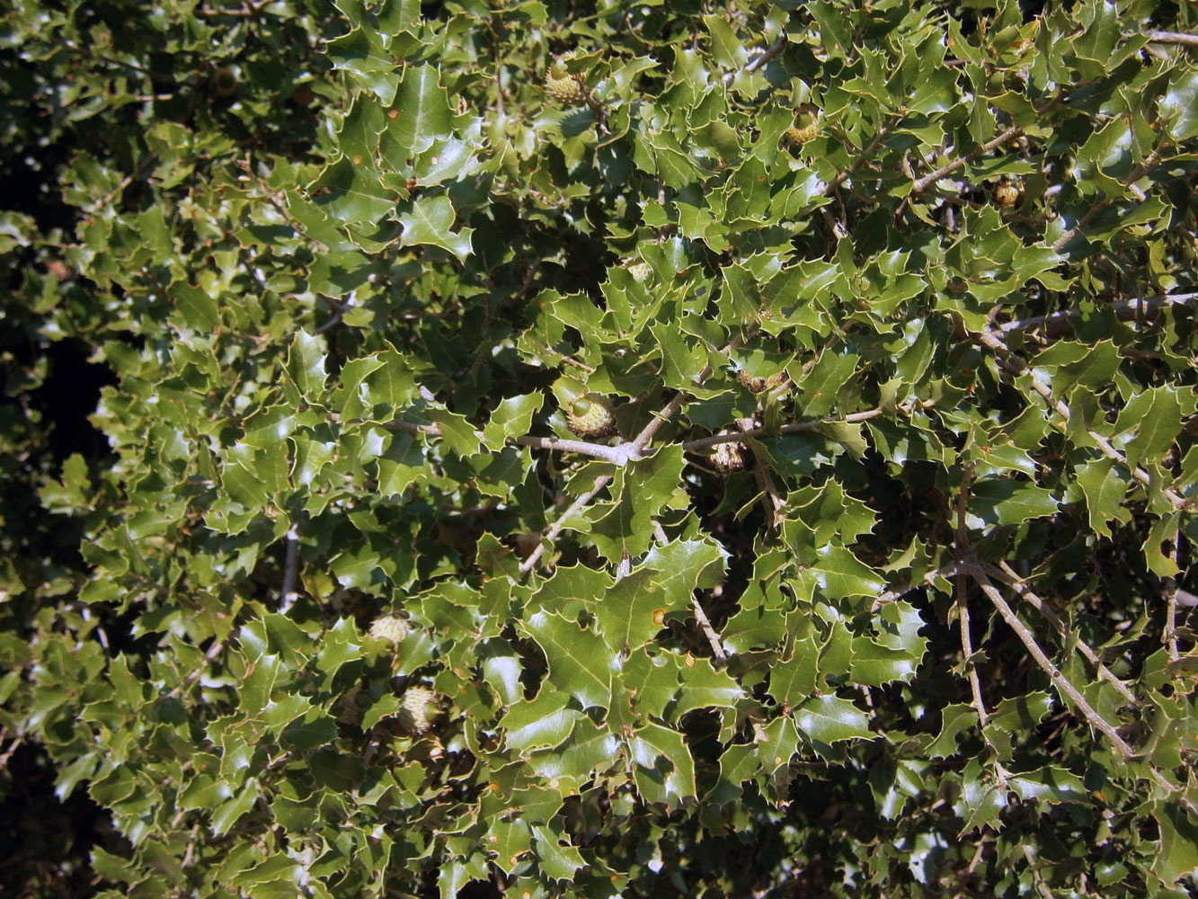 Изображение особи Quercus coccifera.